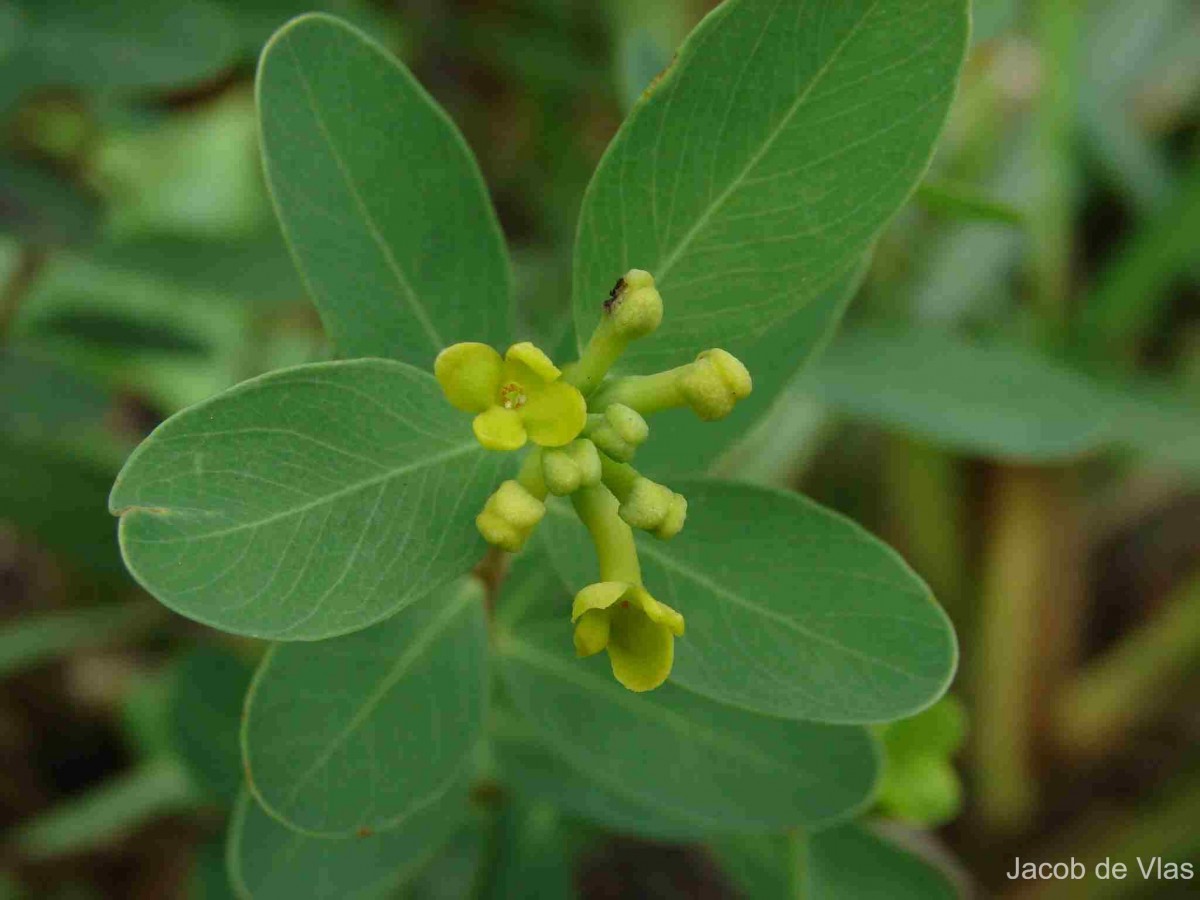 Wikstroemia indica (L.) C.A.Mey.